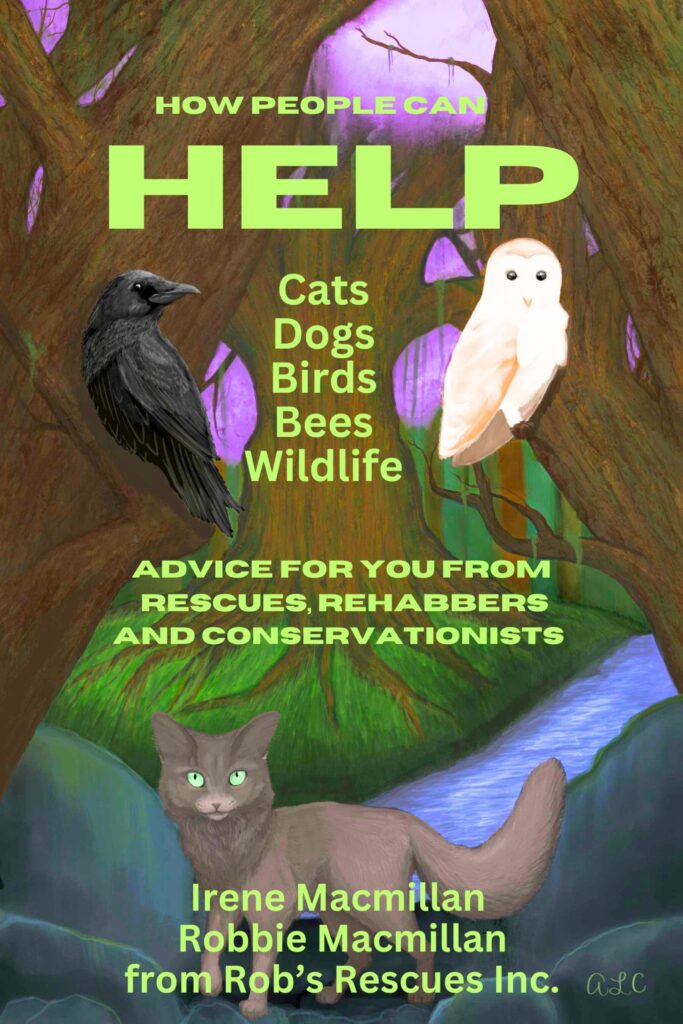 how people can help cats dogs birds bees wildlife